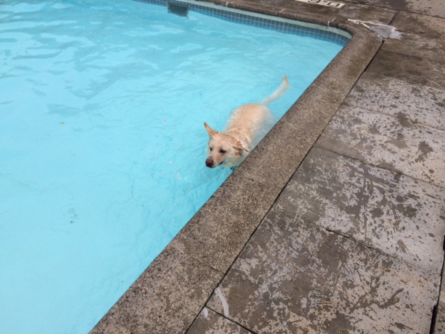 Paws in the Pool