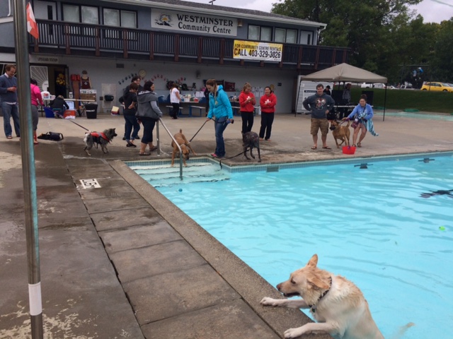Paws in the Pool