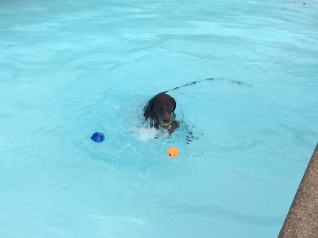 Paws in the Pool